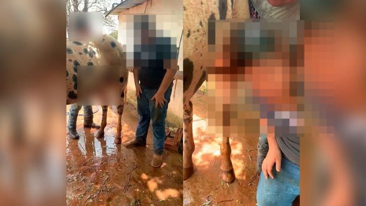Em tom de 'brincadeira', empresários filmam abuso de adolescente e cavalo em MS (vídeo)