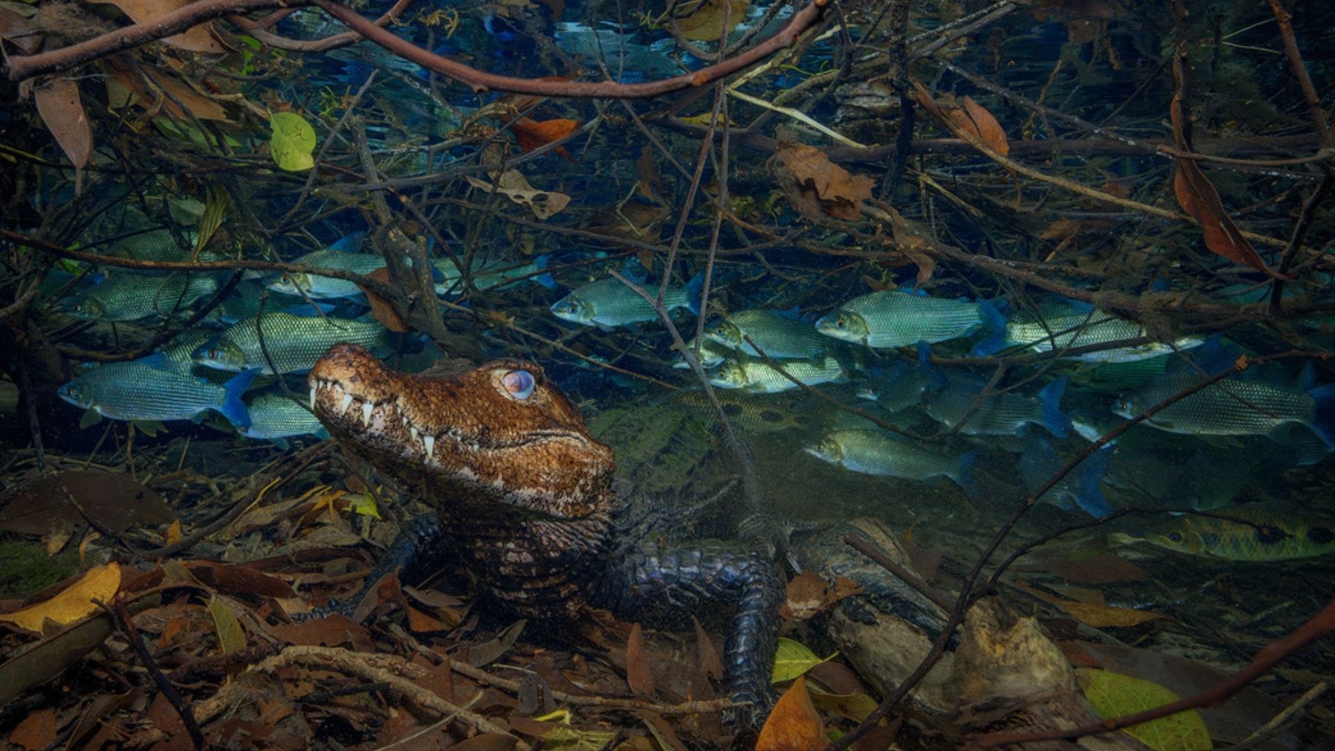 Imagem feita em passeio de Jardim conquista prêmio internacional de fotografia de natureza