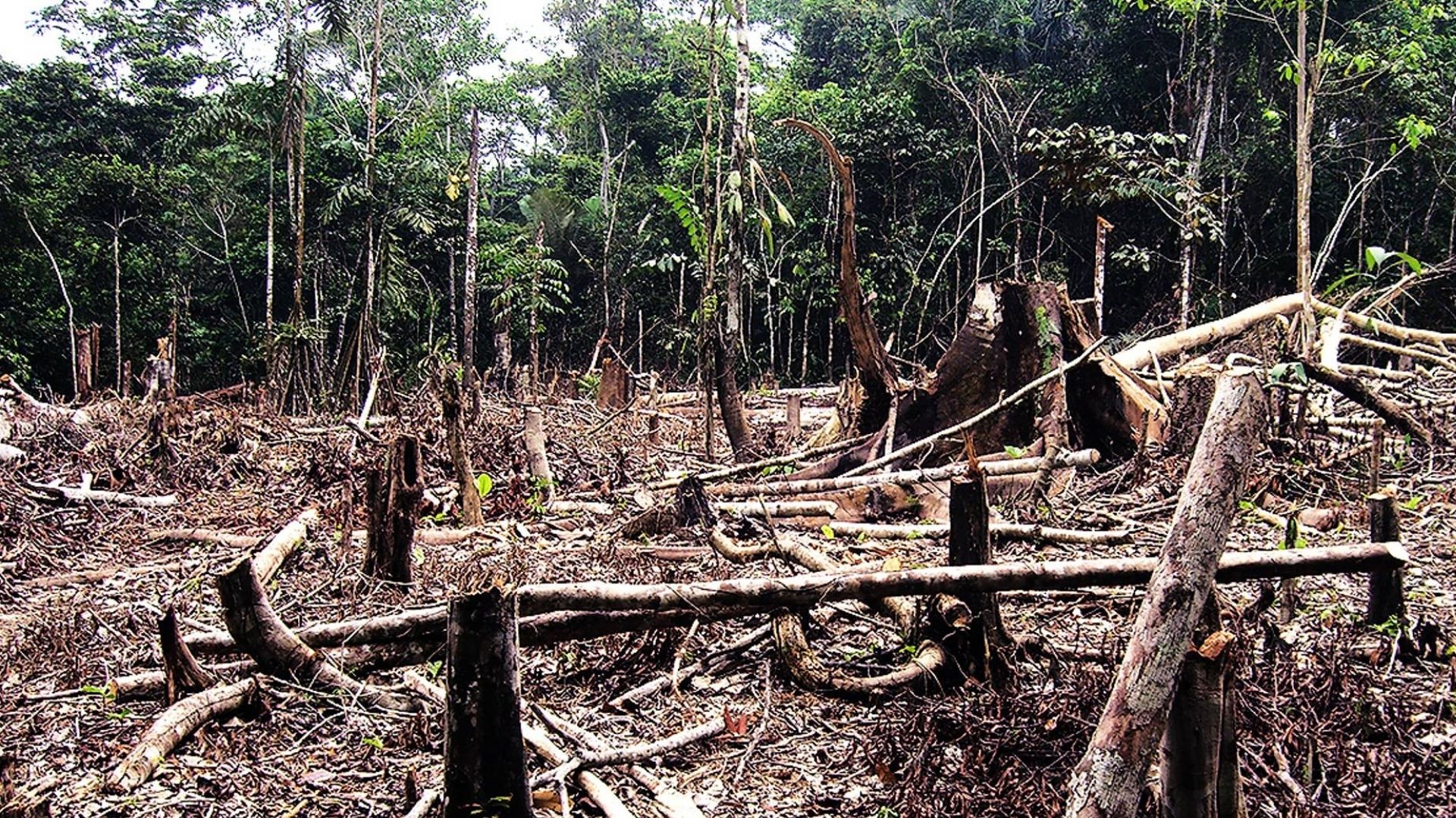 Arrendatário é inocentado após MPF revelar ordem de indígena para desmatamento em Porto Murtinho