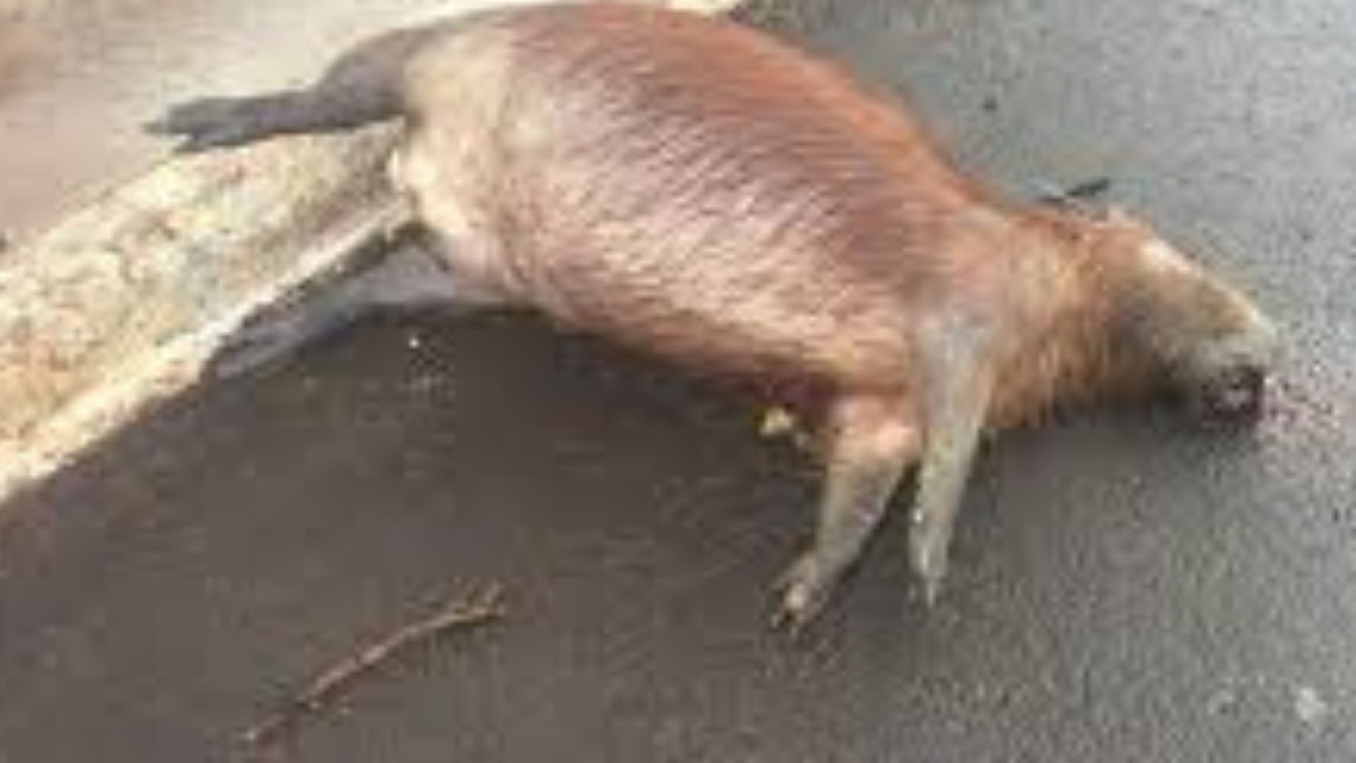 Motociclista morre após bater em capivara e ser atropelada pelo marido na BR-262