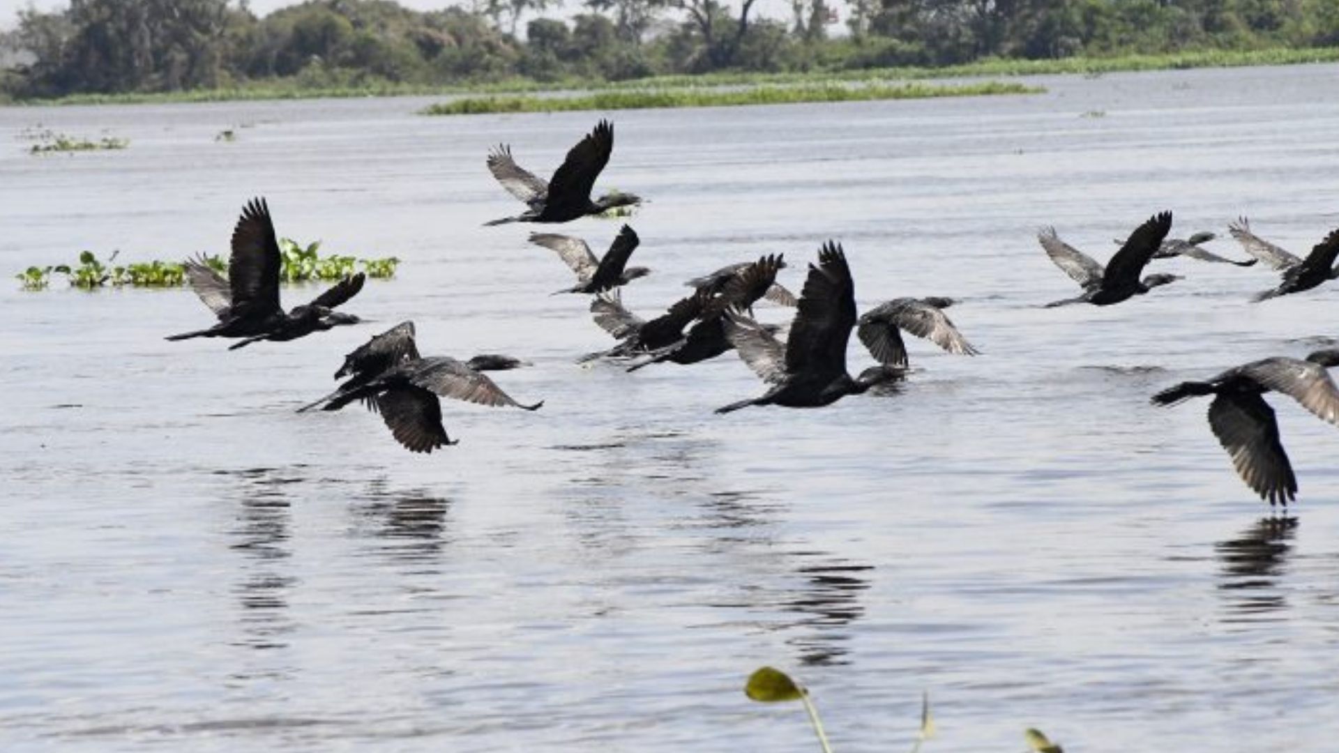 COP15: Pantanal &eacute; ponto de parada e alimenta&ccedil;&atilde;o para 190 esp&eacute;cies de aves migrat&oacute;rias do Continente
