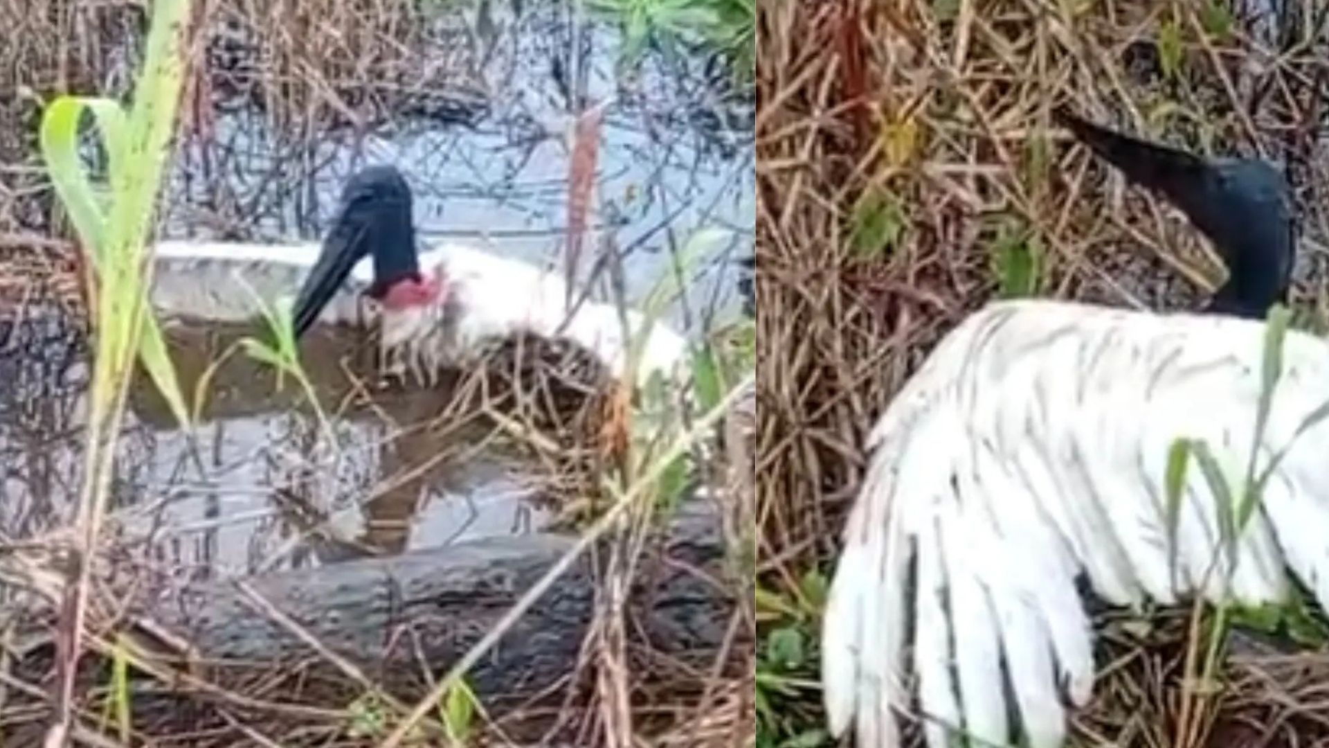 Tuiui&uacute; fica preso e escapa da morte ao ser salvo por casal no Pantanal de MS