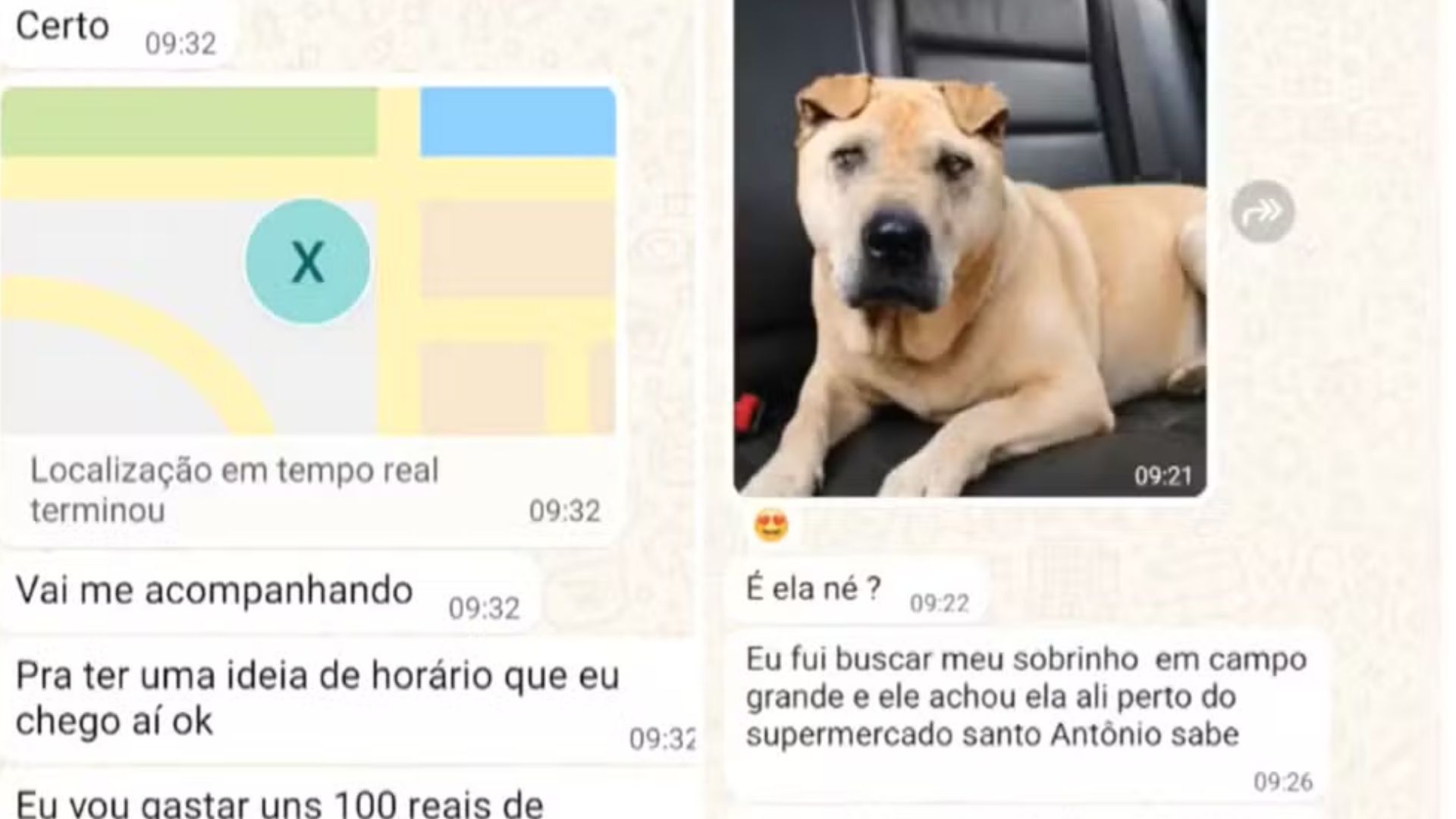 Golpe do pet desaparecido: criminosos usam IA para enganar e extorquir tutores em MS
