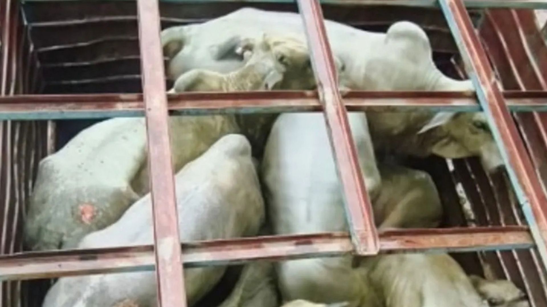 Capatazes s&atilde;o presos com 20 cabe&ccedil;as de gado furtadas em MS